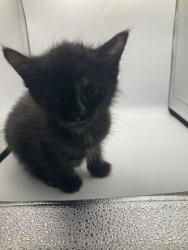 Shelter Stray Female Cat last seen Knoxville, TN 37938, Knoxville, TN 37919