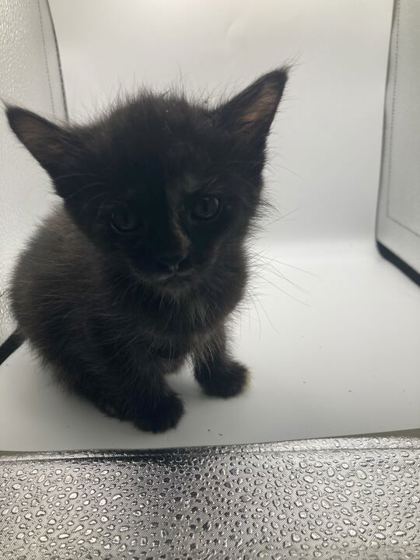 Shelter Stray Female Cat last seen Knoxville, TN 37938, Knoxville, TN 37919