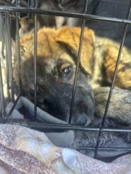 Shelter Stray Unknown Dog last seen Near Woodham Way SE, Atlanta, GA 30316, 30316, GA, Atlanta, GA 30341