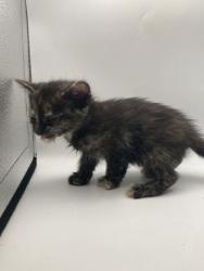 Shelter Stray Female Cat last seen Knoxville, TN 37938, Knoxville, TN 37919