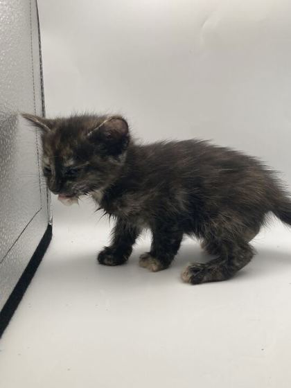 Shelter Stray Female Cat last seen Knoxville, TN 37938, Knoxville, TN 37919