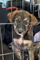 Shelter Stray Unknown Dog last seen Near Woodham Way SE, Atlanta, GA 30316, 30316, GA, Atlanta, GA 30341