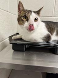 Shelter Stray Female Cat last seen Powell, TN 37849, Knoxville, TN 37919