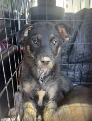 Shelter Stray Unknown Dog last seen Near Woodham Way SE, Atlanta, GA 30316, 30316, GA, Atlanta, GA 30341