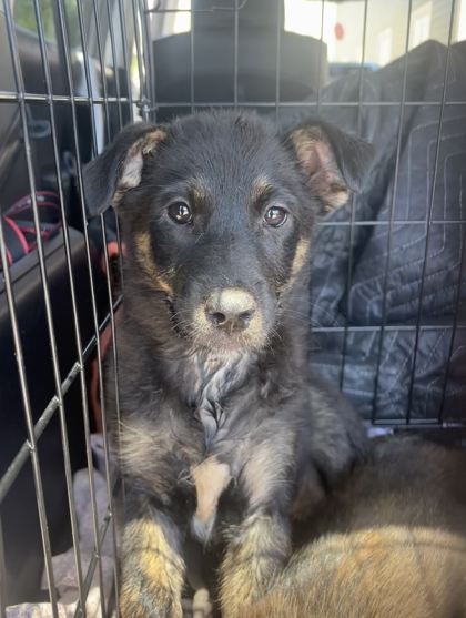 Shelter Stray Unknown Dog last seen Near Woodham Way SE, Atlanta, GA 30316, 30316, GA, Atlanta, GA 30341