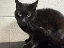 Shelter Stray Female Cat last seen Powell, TN 37849, Knoxville, TN 37919