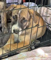 Shelter Stray Unknown Dog last seen Near Woodham Way SE, Atlanta, GA 30316, 30316, GA, Atlanta, GA 30341