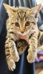 Shelter Stray Male Cat last seen Near Ridgeland Trl, Clarkston 30021, 30021, GA, Atlanta, GA 30341