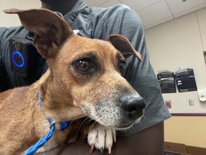 Shelter Stray Female Dog last seen DeSoto, TX 75115, Cedar Hill, TX 75104