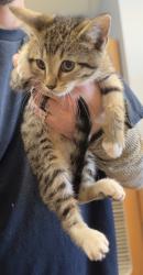 Shelter Stray Male Cat last seen Near Ridgeland Trl, Clarkston 30021, 30021, GA, Atlanta, GA 30341