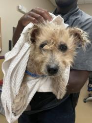 Shelter Stray Female Dog last seen DeSoto, TX 75115, Cedar Hill, TX 75104