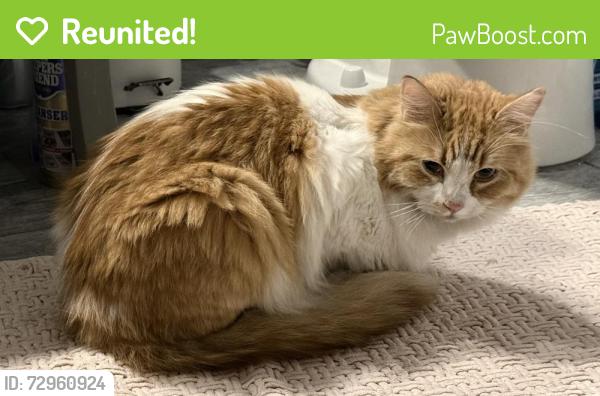 Reunited Unknown Cat last seen QFC parking lot, Newcastle, WA 98059
