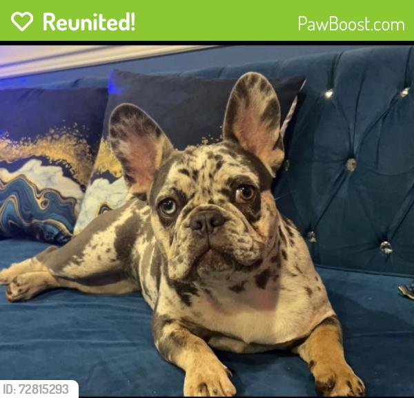 Reunited Female Dog last seen Chicon Street and 6th, Austin, TX 78702