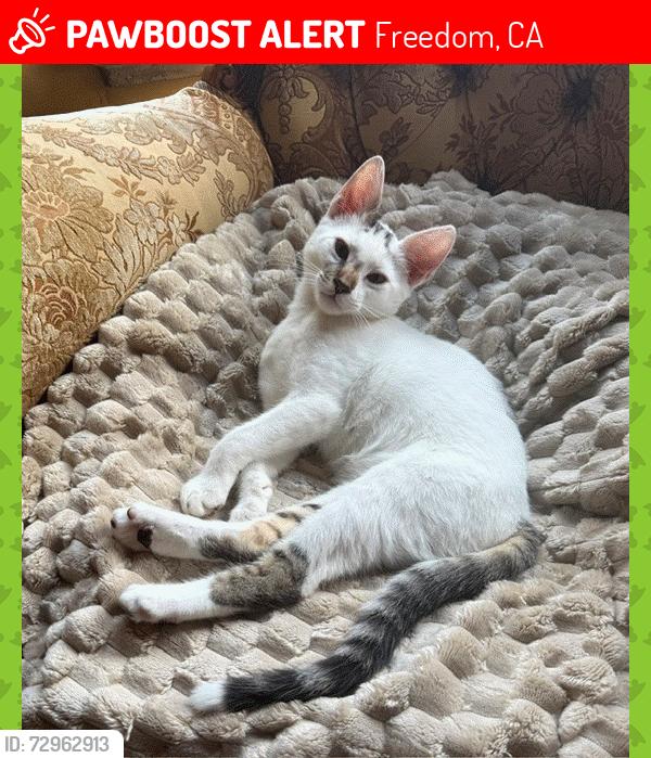 Lost Male Cat last seen  Safeway Shopping Center - Freedom Blvd and Airport Blvd. , Freedom, CA 95019