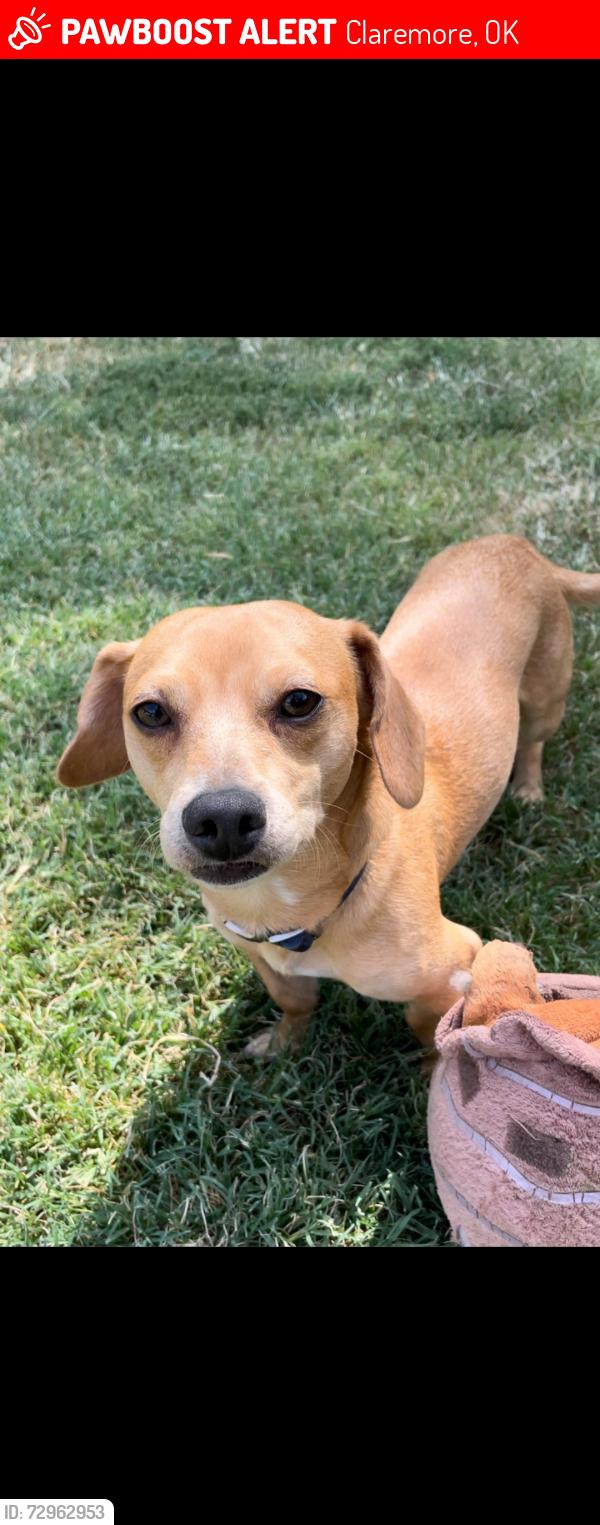 Lost Male Dog last seen Blue Starr Dive and North Chambers Trail, Claremore, OK 74017