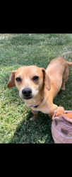 Lost Male Dog last seen Blue Starr Dive and North Chambers Trail, Claremore, OK 74017