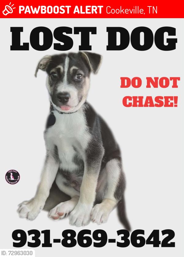 Lost Male Dog last seen W jackson street and mill drive , Cookeville, TN 38501