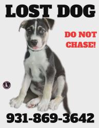 Lost Male Dog last seen W jackson street and mill drive , Cookeville, TN 38501