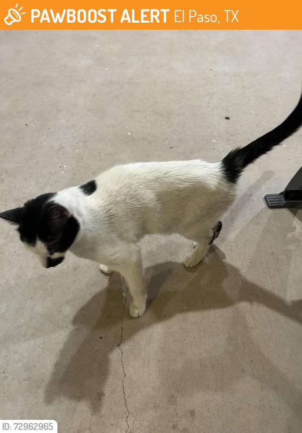 Found/Stray Male Cat last seen Greenveil Dr.  Turner , El Paso, TX 79936