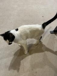 Found/Stray Male Cat last seen Greenveil Dr.  Turner , El Paso, TX 79936