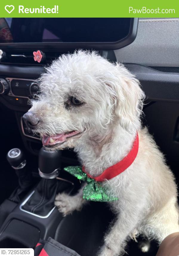 Reunited Male Dog last seen Kismet Pkwy E, Cape Coral, FL 33909