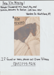 Lost Female Dog last seen high view terrace and worden dr, Bloomingburg, NY 12721