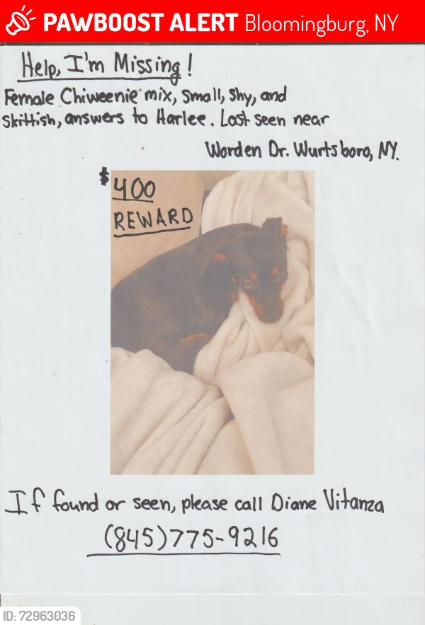 Lost Female Dog last seen high view terrace and worden dr, Bloomingburg, NY 12721
