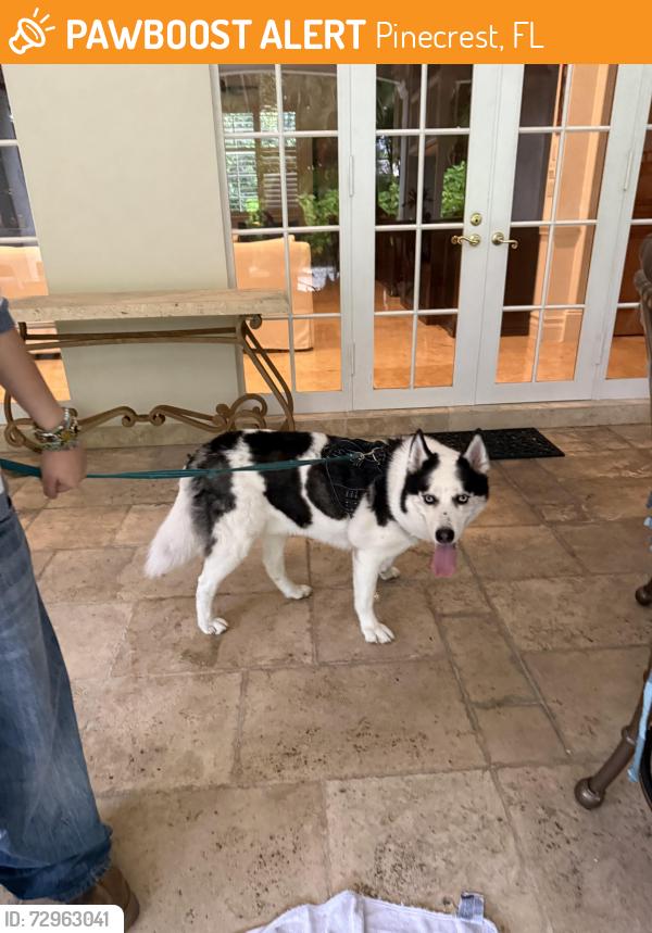 Found/Stray Unknown Dog last seen Near sw 108 st, Pinecrest, FL 33156