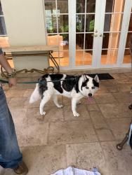 Found/Stray Unknown Dog last seen Near sw 108 st, Pinecrest, FL 33156