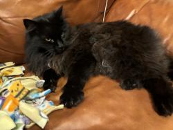 Lost Male Cat last seen  road , Toad road, Sequim, WA 98382
