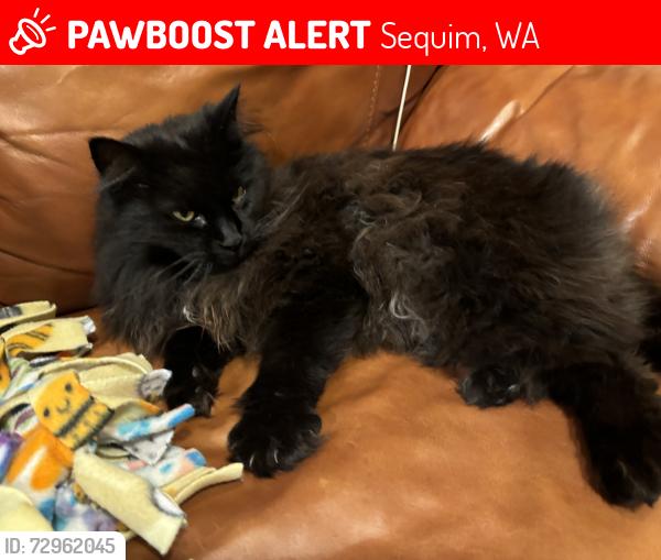 Lost Male Cat last seen  road , Toad road, Sequim, WA 98382