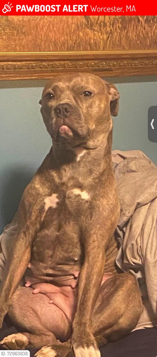 Lost Female Dog last seen Shrewsbury at Worcester ma, Worcester, MA 01604