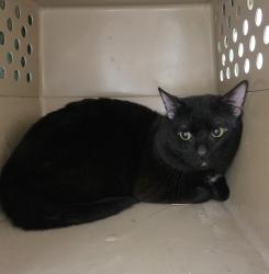 Shelter Stray Male Cat last seen SW 1st, OR, Troutdale, OR 97060