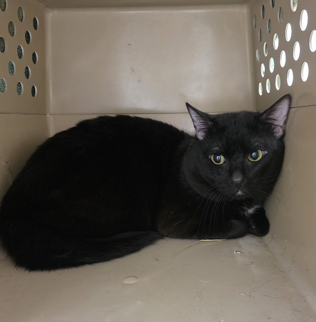 Shelter Stray Male Cat last seen SW 1st, OR, Troutdale, OR 97060