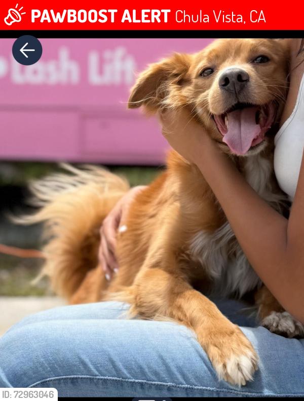Lost Male Dog last seen Third avenue, Chula Vista, CA 91911