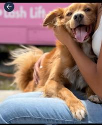Lost Male Dog last seen Third avenue, Chula Vista, CA 91911