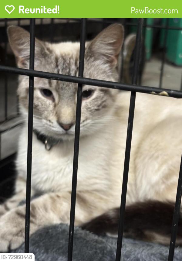 Reunited Female Cat last seen Carriage Creek Subdivision , Smithfield, NC 27577