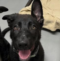 Shelter Stray Male Dog last seen abandoned, PORTLAND, OR, 97232, Troutdale, OR 97060