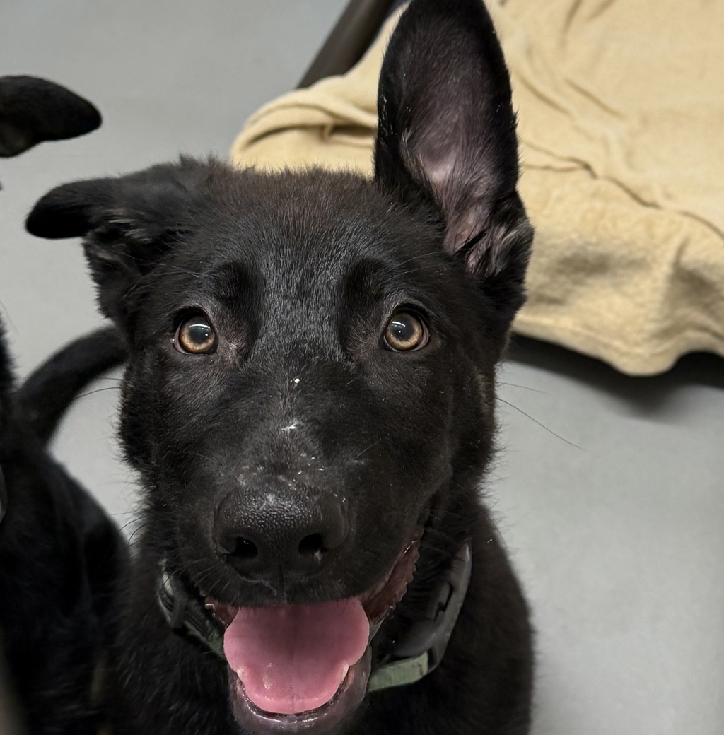 Shelter Stray Male Dog last seen abandoned, PORTLAND, OR, 97232, Troutdale, OR 97060