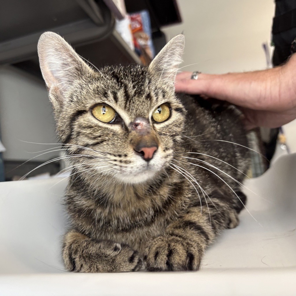 Shelter Stray Female Cat last seen Apt 5,1029 E Barbara Place, SALT LAKE CITY, UT, 84102, Taylorsville, UT 84123