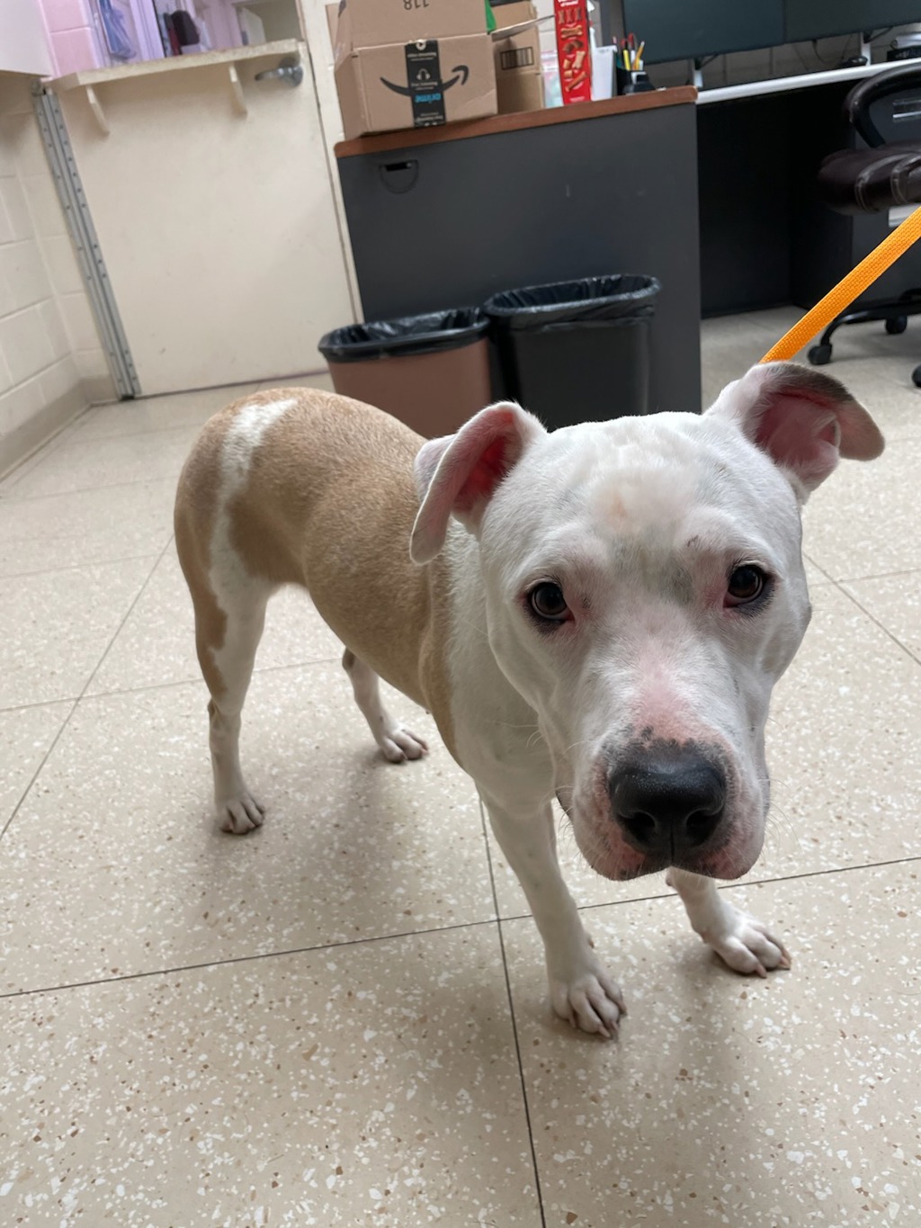 Shelter Stray Female Dog last seen Near Brandywine and Centralia, North Chesterfield, VA, 23237, Chesterfield, VA 23832