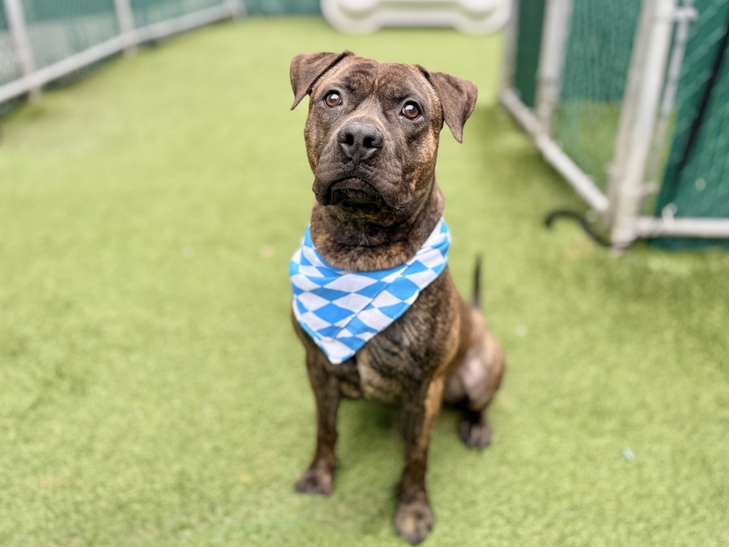 Shelter Stray Male Dog last seen Near Rev James A Polite Avenue, BRONX, NY, 10459, New York, NY 10029
