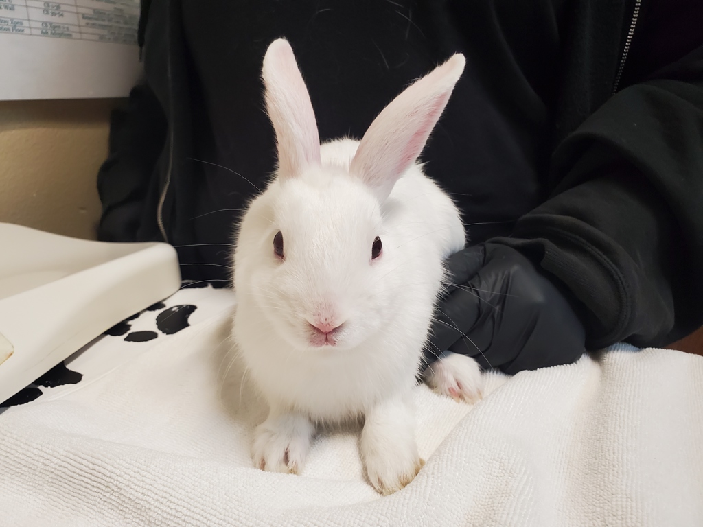 Shelter Stray Male Rabbit last seen Near College Boulevard, Oceanside, CA, 92054, Oceanside, CA 92058