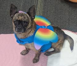 Shelter Stray Male Dog last seen Near El Cajon Boulevard, El Cajon, CA, 92020, El Cajon, CA 92020