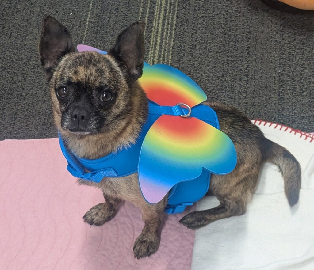 Shelter Stray Male Dog last seen Near El Cajon Boulevard, El Cajon, CA, 92020, El Cajon, CA 92020