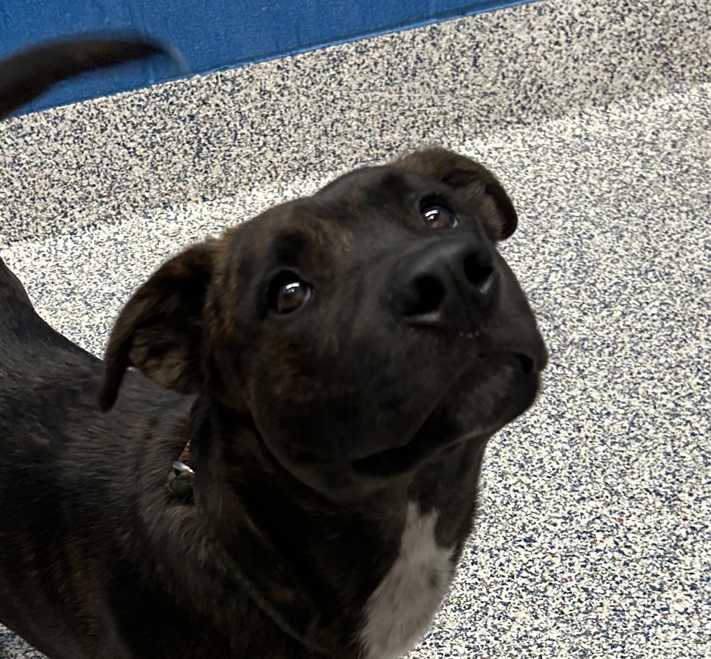 Shelter Stray Male Dog last seen 6th and Interstate 25 Ramp, Denver, CO, 80204, Golden, CO 80401