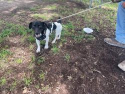 Shelter Stray Unknown Dog last seen Northgate Boulevard, AUSTIN, TX, 78758, Austin, TX 78702