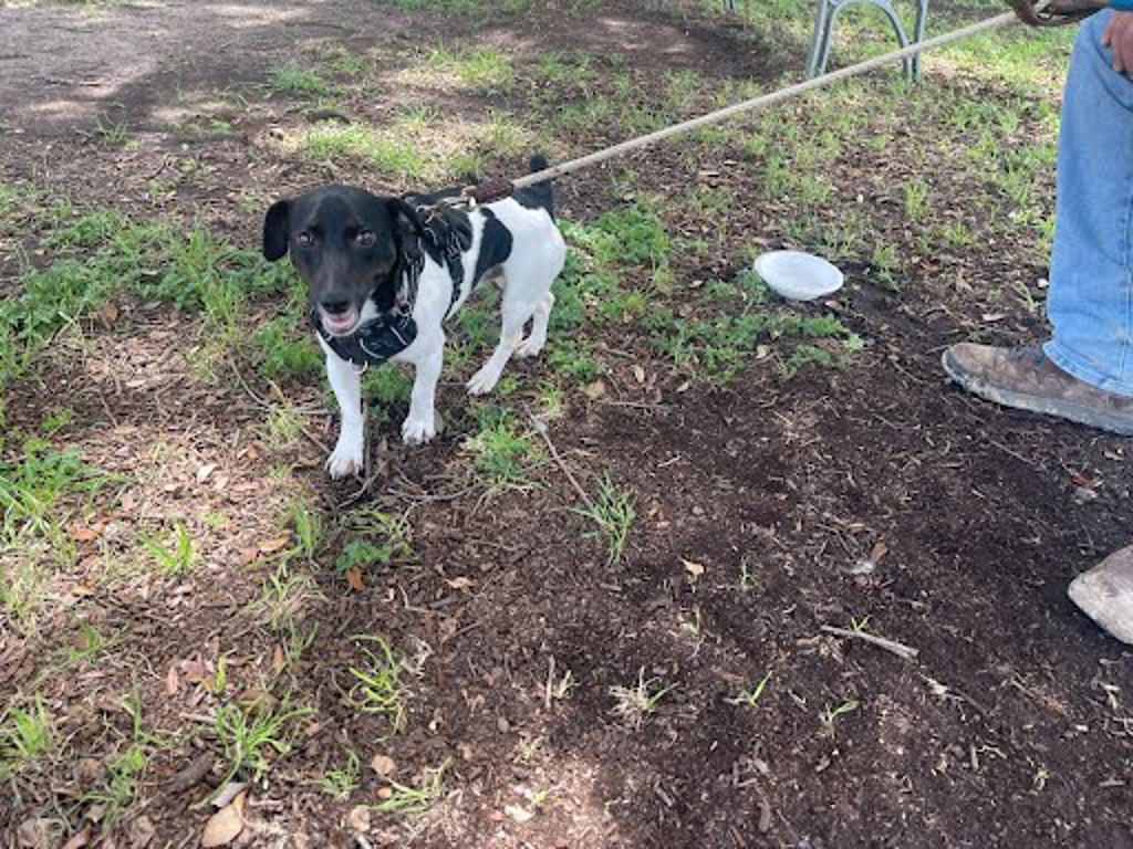 Shelter Stray Unknown Dog last seen Northgate Boulevard, AUSTIN, TX, 78758, Austin, TX 78702