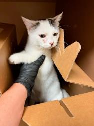 Shelter Stray Female Cat last seen Near Sandstone Trail, AUSTIN, TX, 78750, Austin, TX 78702