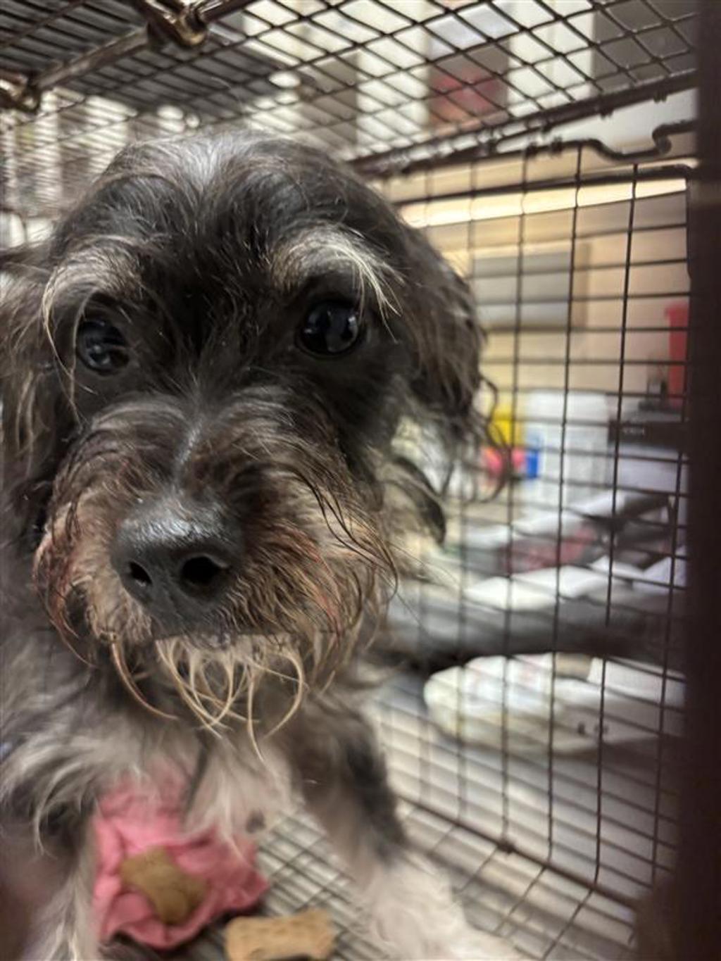Shelter Stray Male Dog last seen Apt 710,7100 Bluff Springs Road, AUSTIN, TX, 78744, Austin, TX 78702